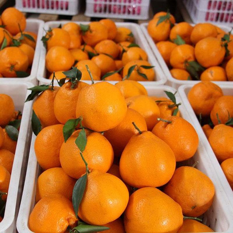 四川粑粑柑春见柑橘基地一手货源，支持全国代发，协助物流