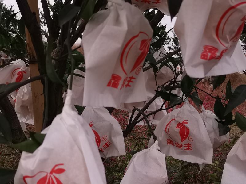 四川粑粑柑春见柑橘基地一手货源，支持全国代发，协助物流
