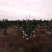 四川粑粑柑春见柑橘基地一手货源，支持全国代发，协助物流