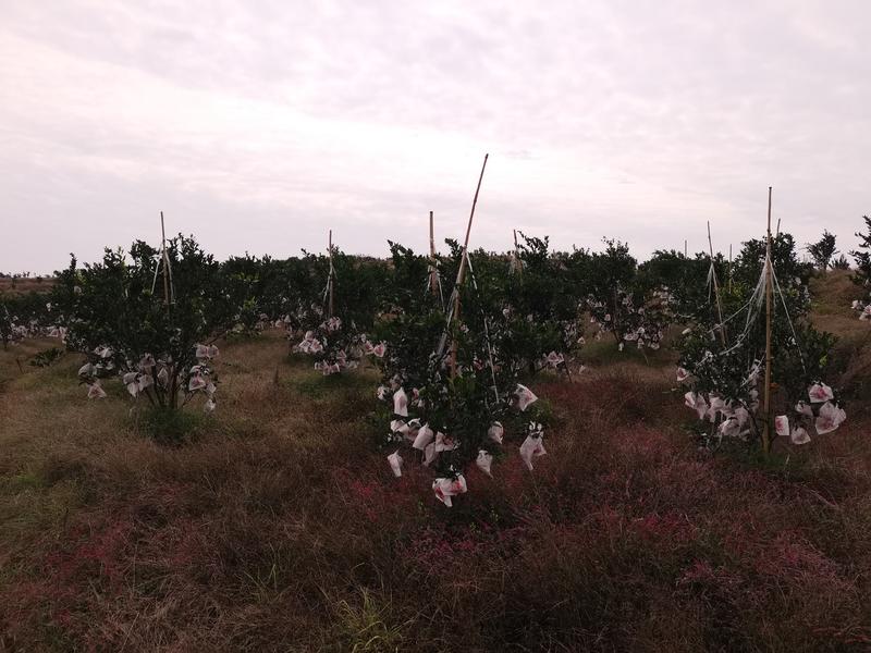 四川粑粑柑春见柑橘基地一手货源，支持全国代发，协助物流