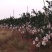 四川粑粑柑春见柑橘基地一手货源，支持全国代发，协助物流