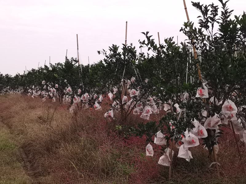 四川粑粑柑春见柑橘基地一手货源，支持全国代发，协助物流