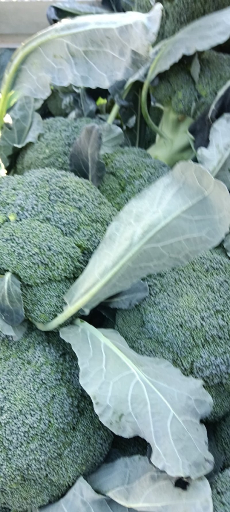 商丘本地耐寒优秀西蓝花，一手货源，质量保证，欢迎采购