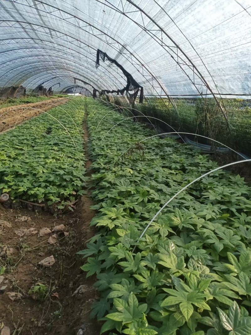防冻小拱棚杆，玻璃纤维拱棚杆，二棚杆，花卉定值杆