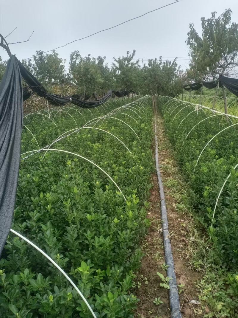 防冻小拱棚杆，玻璃纤维拱棚杆，二棚杆，花卉定值杆