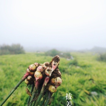 新鲜生姜零售，我村山里的肉姜，现挖现卖，可一件代发