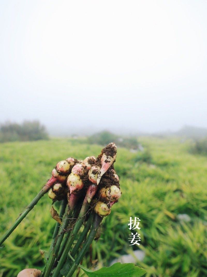 新鲜生姜零售，我村山里的肉姜，现挖现卖，可一件代发
