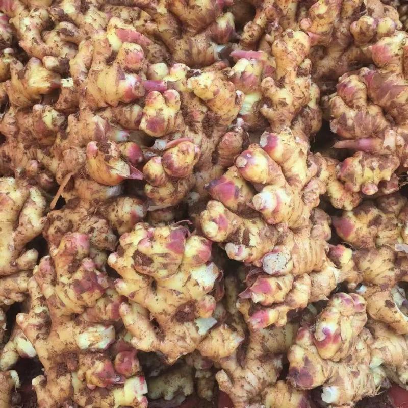 新鲜生姜零售，我村山里的肉姜，现挖现卖，可一件代发