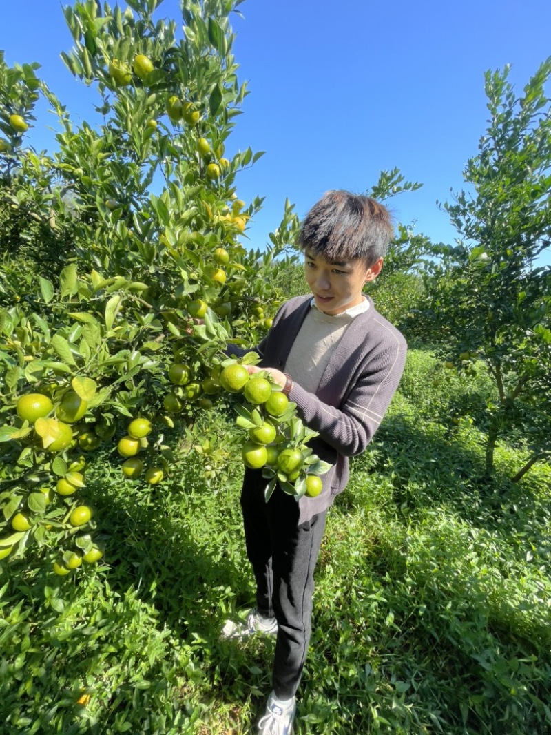 皇帝柑