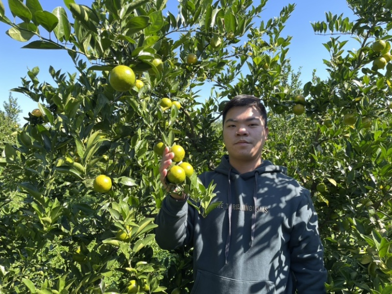 皇帝柑