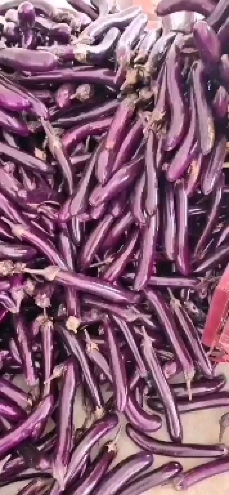 茄子新苗广茄，徐闻特选品种，开始有上市。