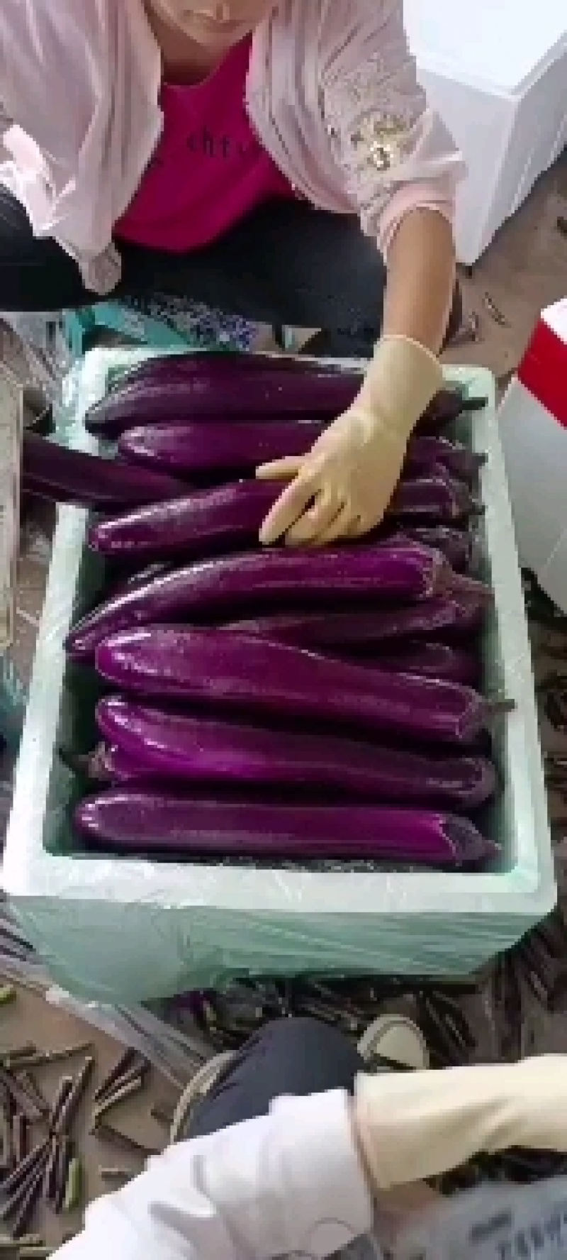 茄子新苗广茄，徐闻特选品种，开始有上市。