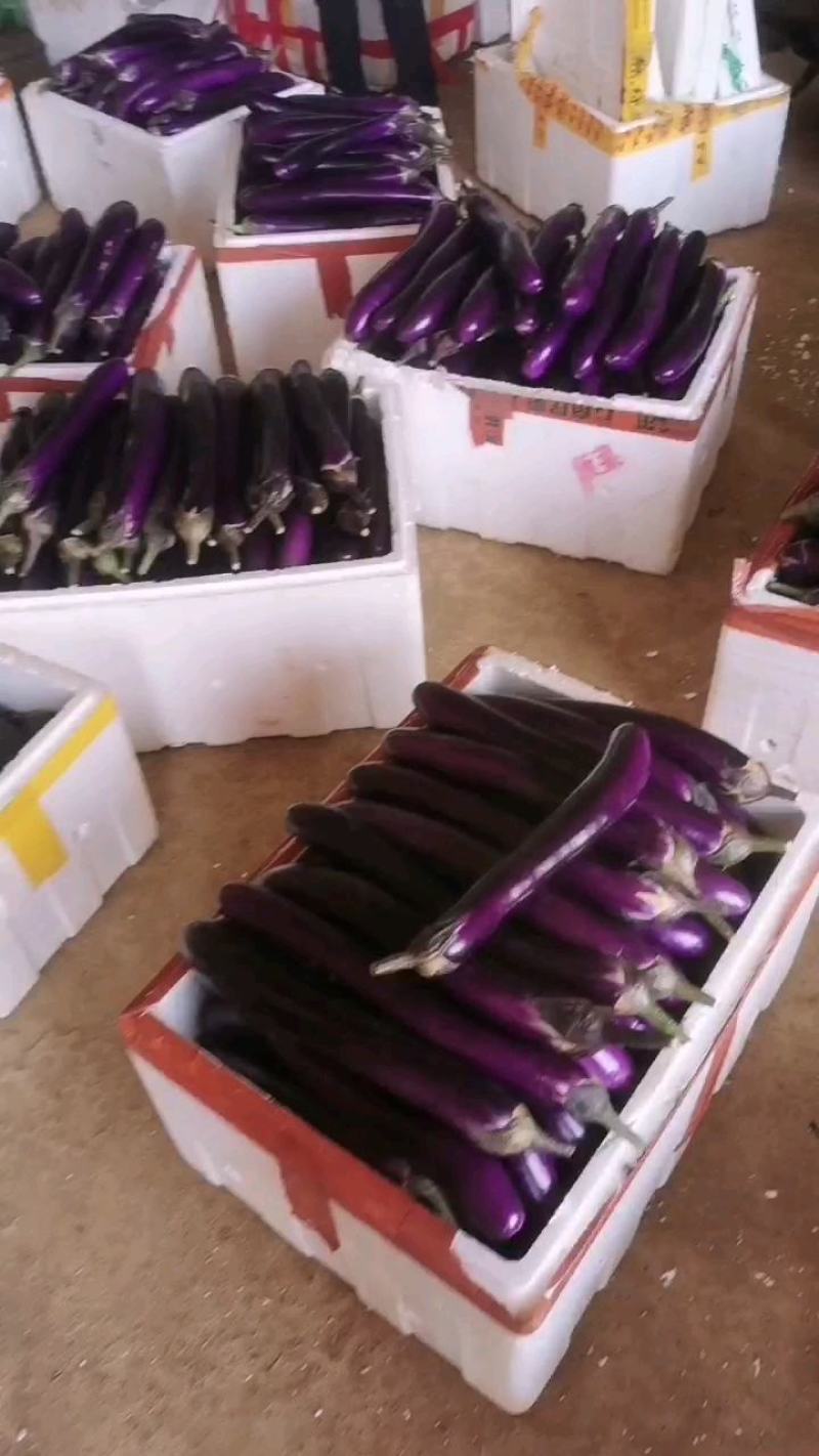 茄子新苗广茄，徐闻特选品种，开始有上市。