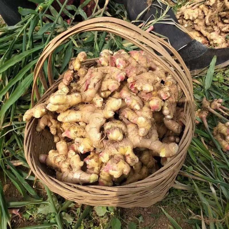 新鲜生姜批发，我村产地一手货源，本地生姜无渣姜味足
