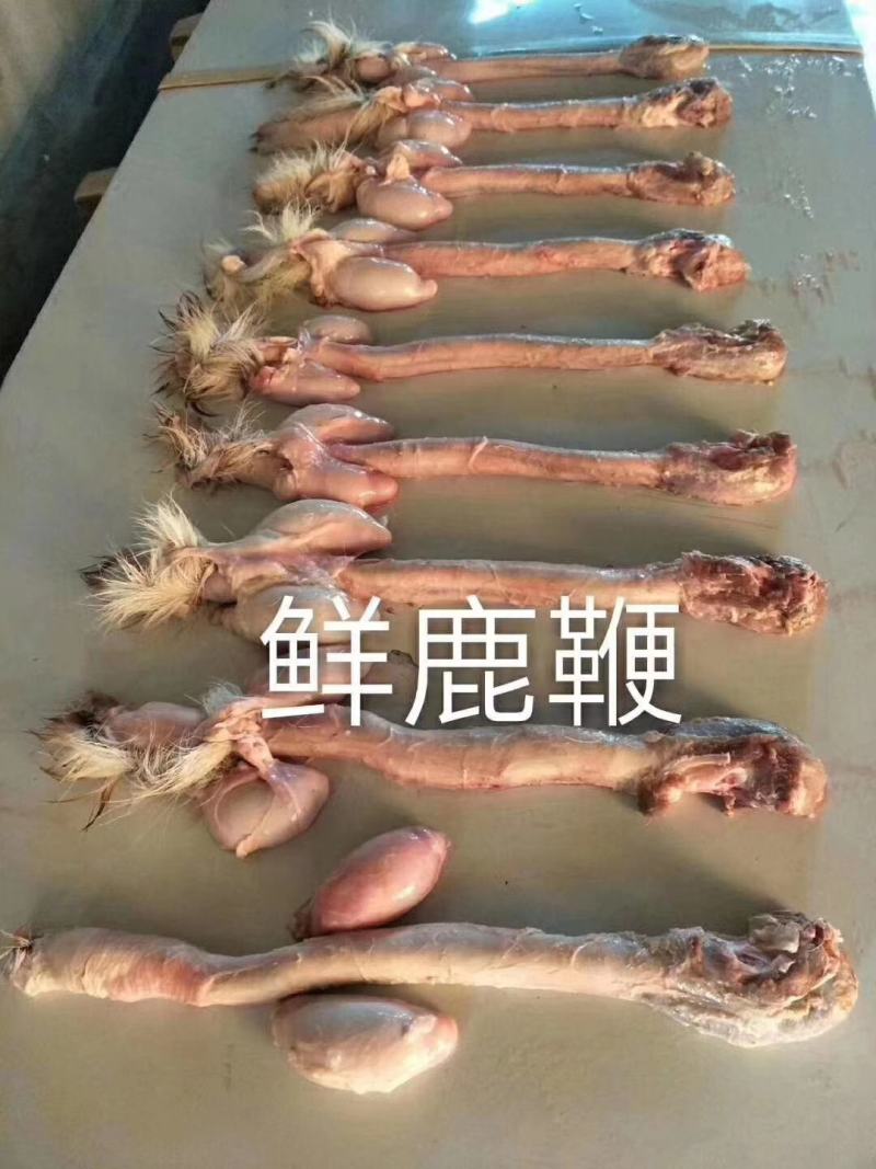 梅花鹿发情期大龄公鹿干鲜鹿鞭，货源充足量大优惠。