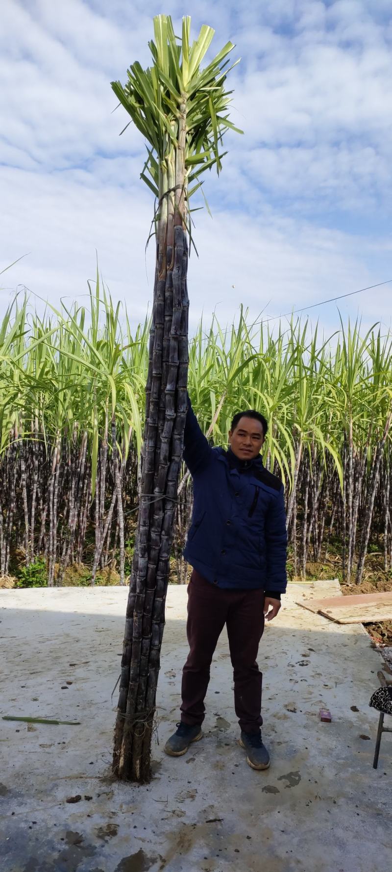 广西省桂林市阳朔县福利镇黑皮果蔗阳光代购！