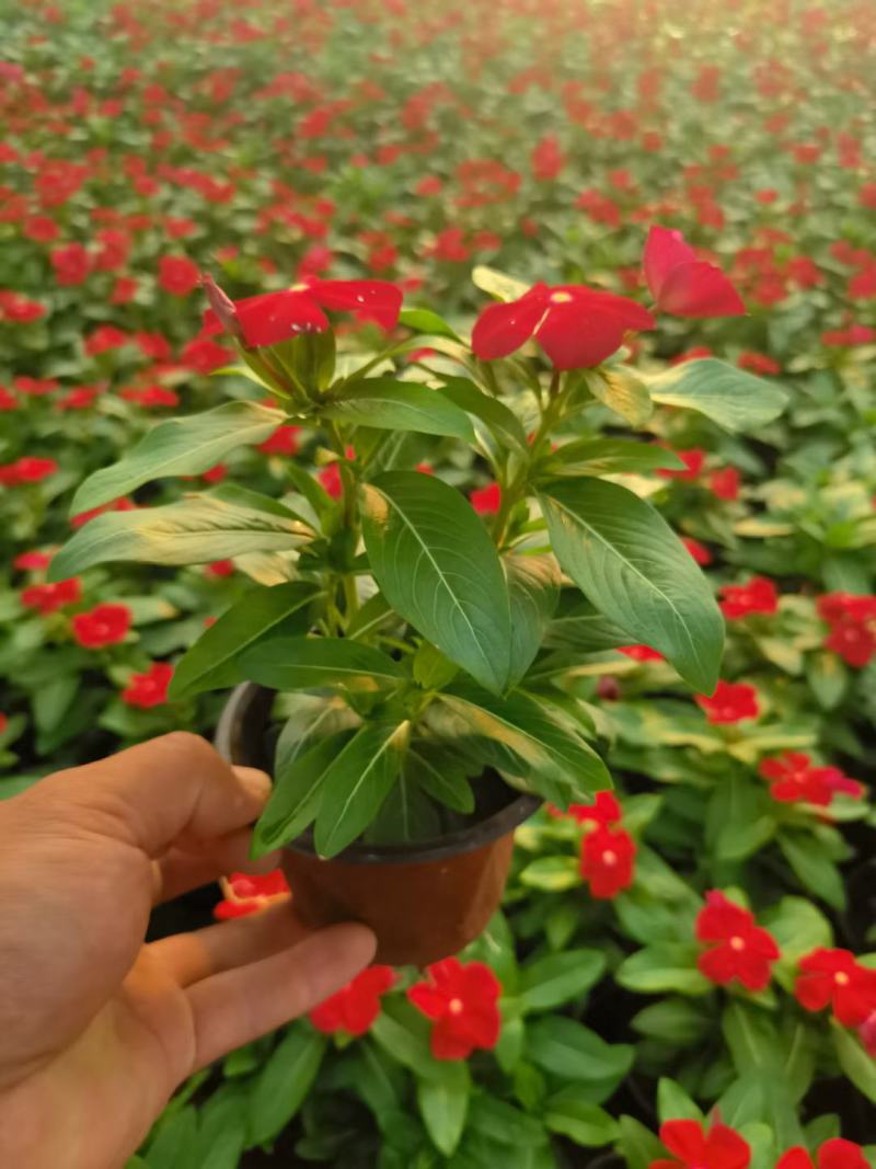 新几内亚凤仙，多色凤仙绿化苗木，观赏花，都可以，量大优惠