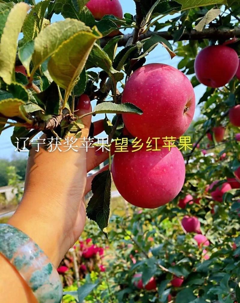 望乡红苹果树苗辽宁获得金奖的苹果，果面全红色口感甜脆