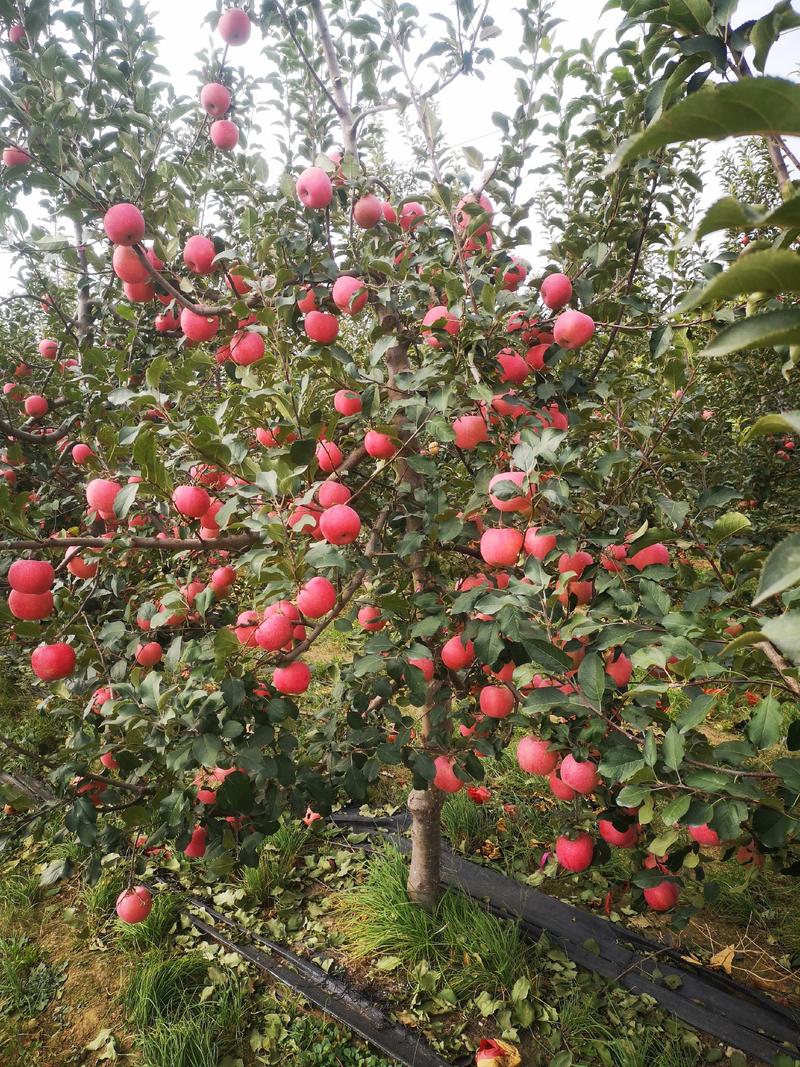望乡红苹果树苗辽宁获得金奖的苹果，果面全红色口感甜脆