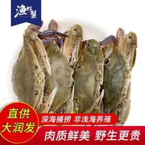 渔虾蟹三眼蟹海蟹活冻海鲜梭子蟹科红膏蟹湛江5-6只/斤深