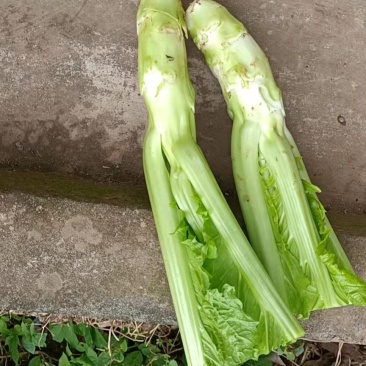 棒棒青，圆根甜萝卜
