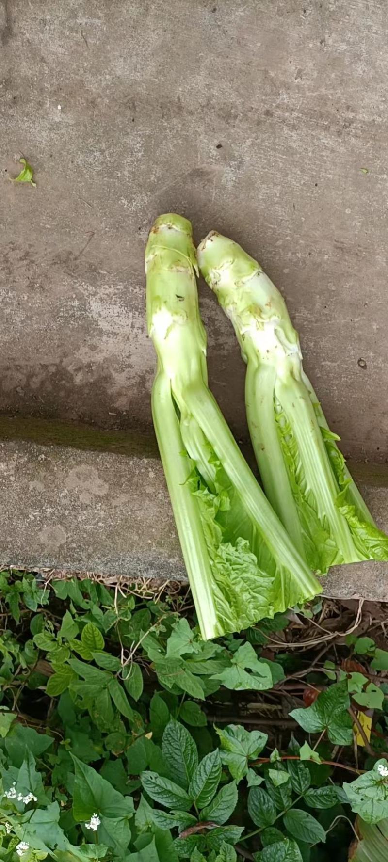 棒棒青，圆根甜萝卜