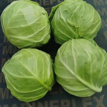 甘蓝，圆包菜
