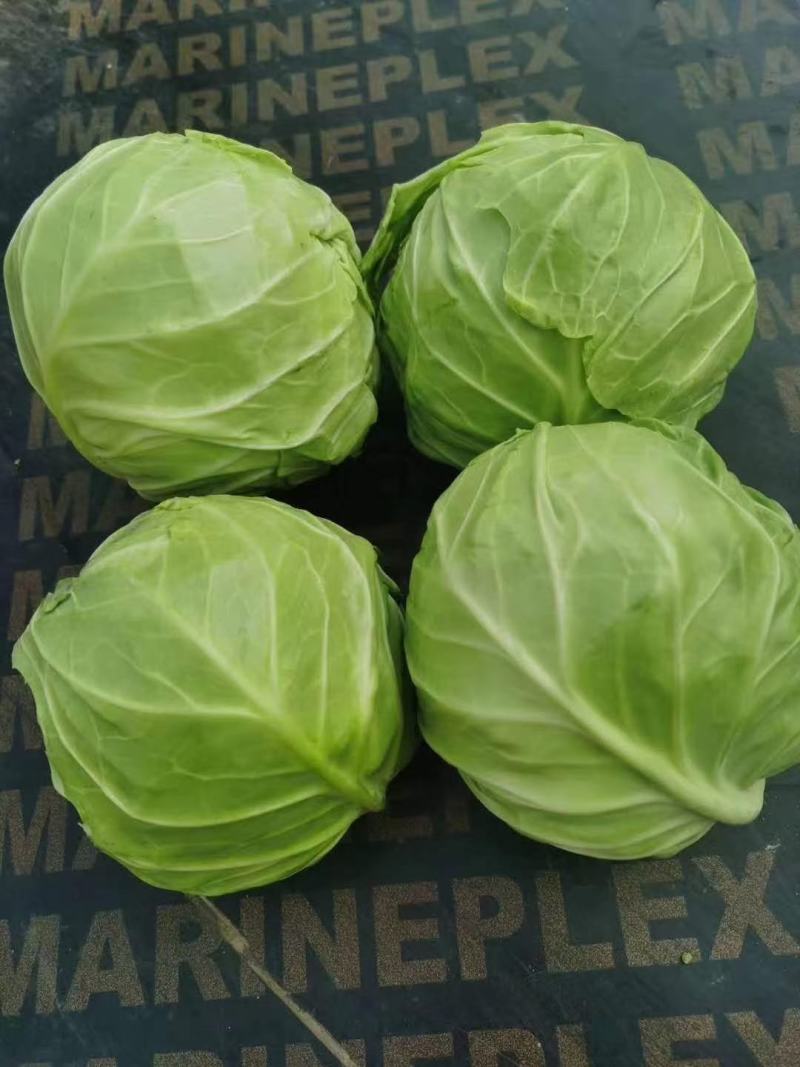 甘蓝，圆包菜