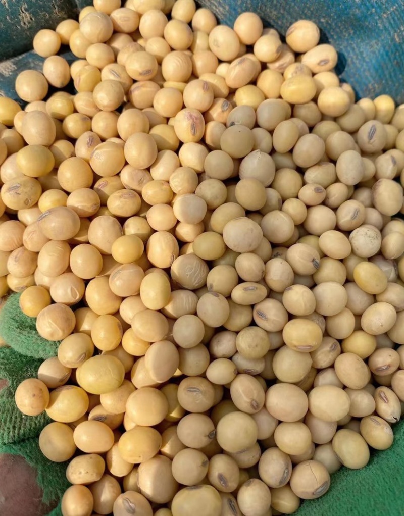 乌拉圭新豆美湾新豆毛粮净粮高蛋白黄豆