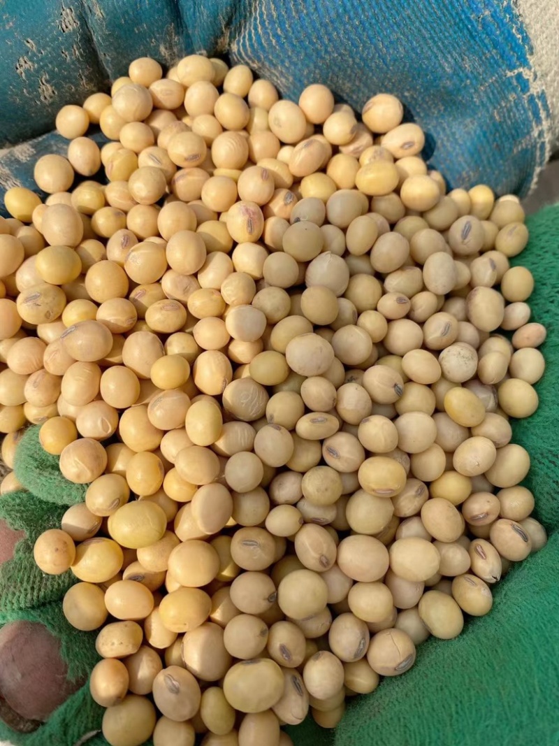 乌拉圭新豆美湾新豆毛粮净粮高蛋白黄豆