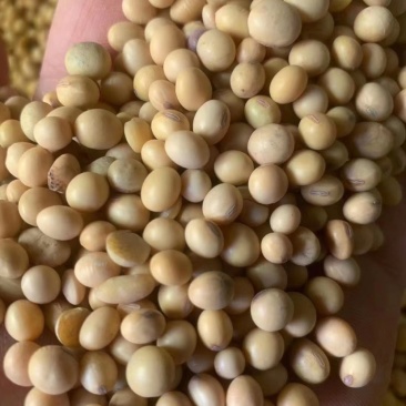 乌拉圭新豆美湾新豆毛粮净粮高蛋白黄豆