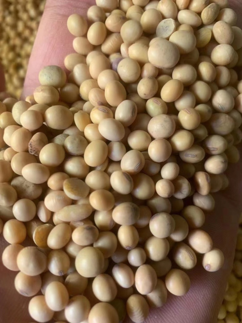 乌拉圭新豆美湾新豆毛粮净粮高蛋白黄豆