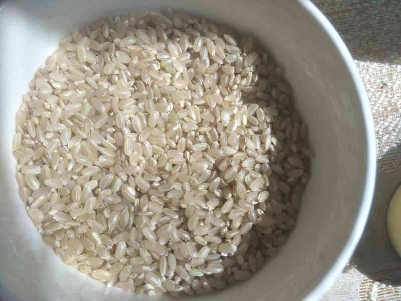 厂家直销圆粒糙米，营养价值高更适合熬粥，劲道有嚼头。