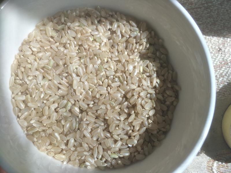 厂家直销圆粒糙米，营养价值高更适合熬粥，劲道有嚼头。