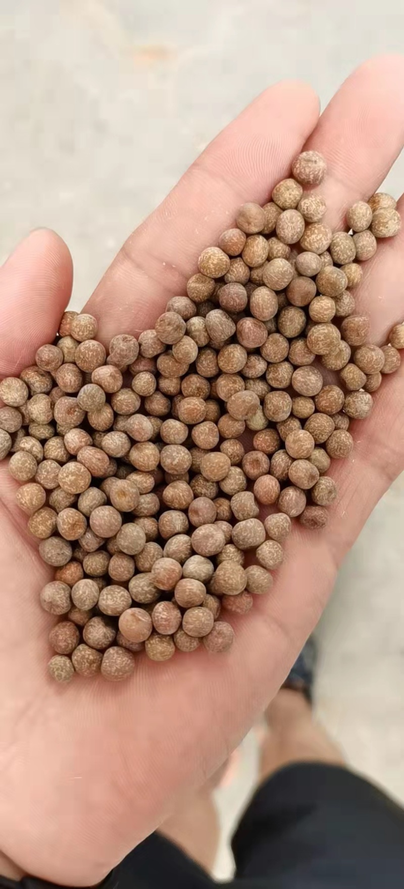 【精选】一号麻豌豆，芽苗菜专用，大量供应