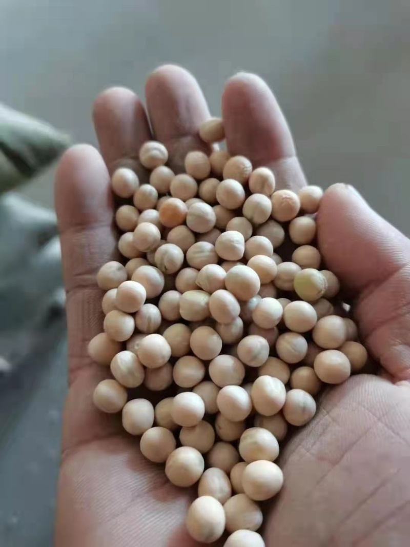 白豌豆，精品新疆白豌豆，白豌豆，发苗专用