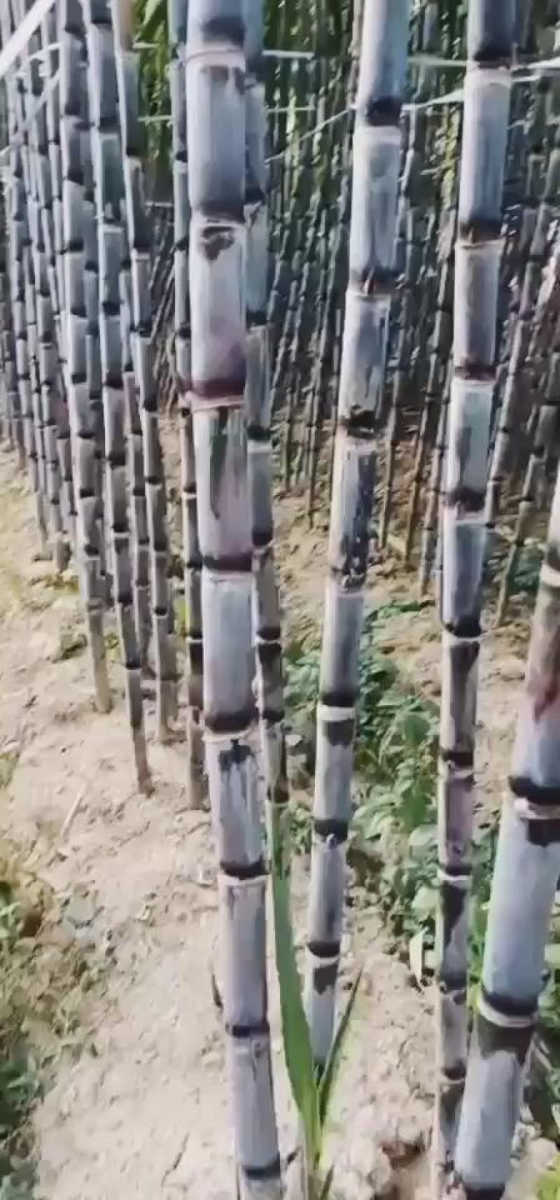 黑皮甘蔗。贵州南方产地自销甘蔗清甜，受大部分人喜欢。