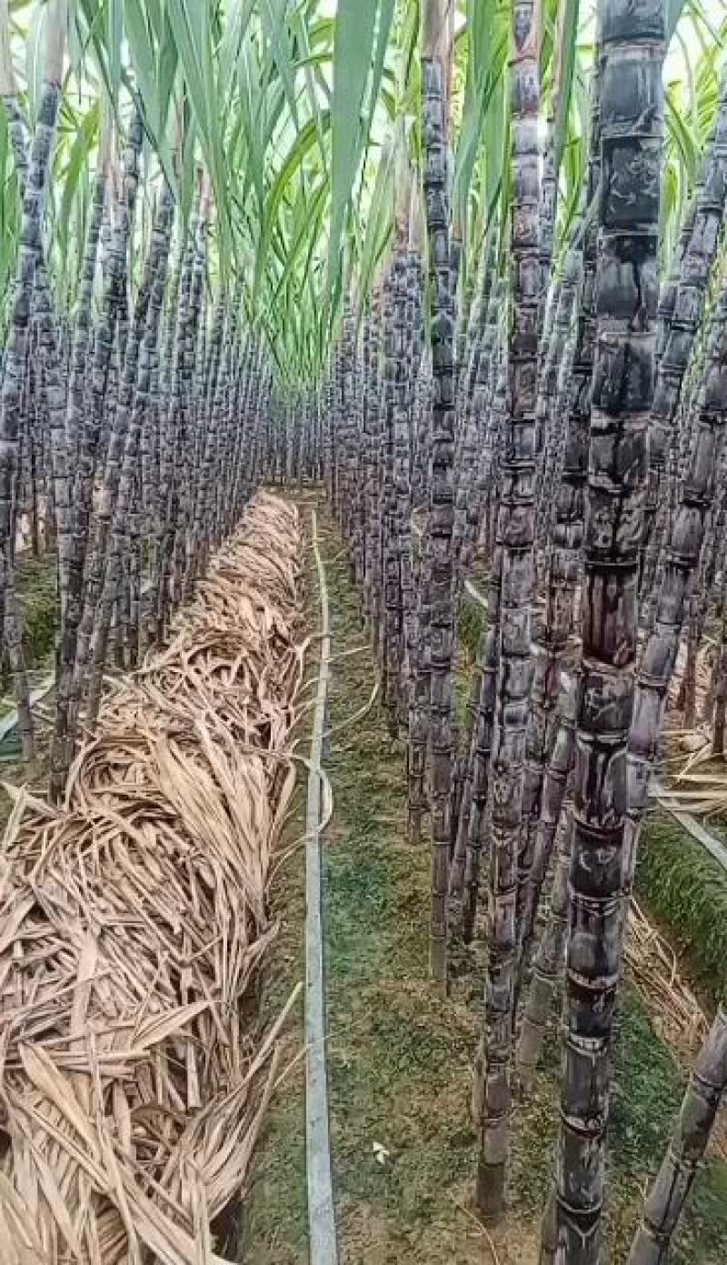 黑皮甘蔗。贵州南方产地自销甘蔗清甜，受大部分人喜欢。