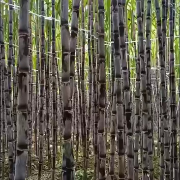 黑皮甘蔗。贵州南方产地自销甘蔗清甜，受大部分人喜欢。