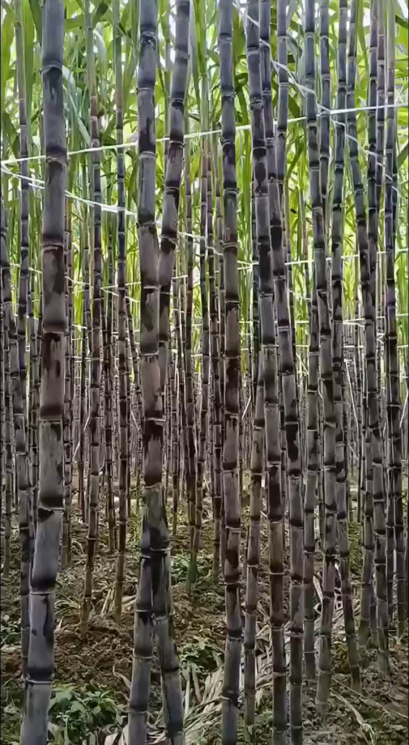 黑皮甘蔗。贵州南方产地自销甘蔗清甜，受大部分人喜欢。