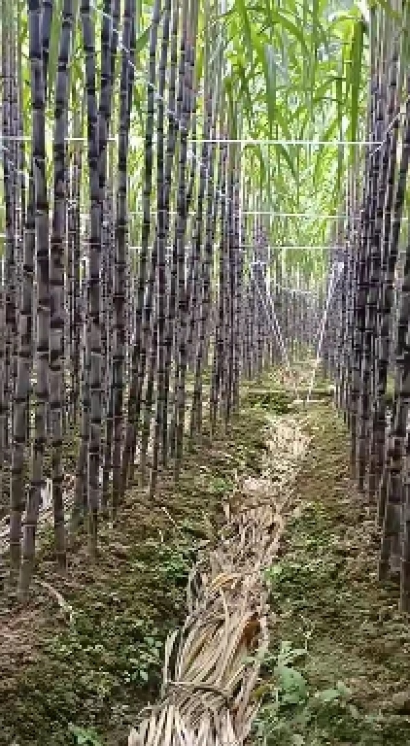 黑皮甘蔗。贵州南方产地自销甘蔗清甜，受大部分人喜欢。