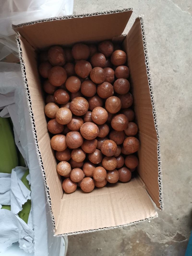 新货夏威夷果澳洲坚果孕妇坚果不上火休闲零食一件代发批发