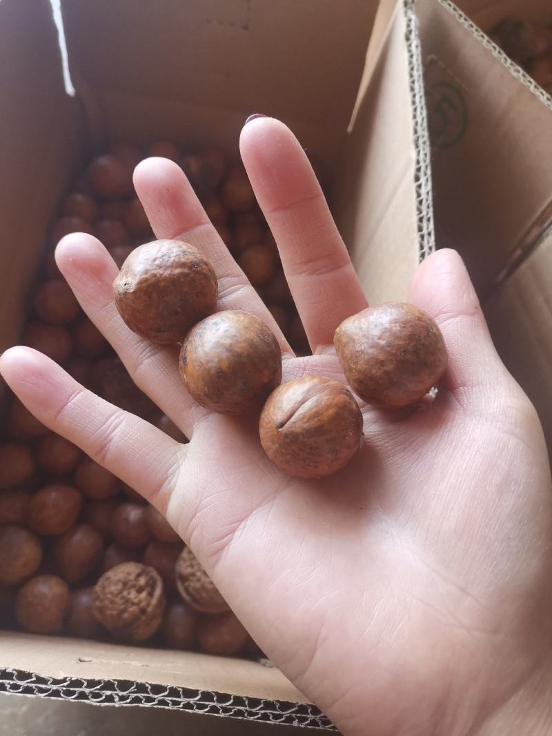 新货夏威夷果澳洲坚果孕妇坚果不上火休闲零食一件代发批发