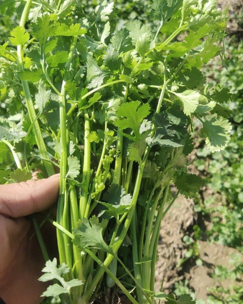 香菜，大量供应铁杆青小叶香菜，20-25.25-30.