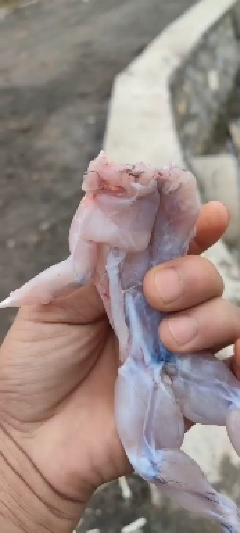 冷冻牛蛙批发，鲜活牛蛙批发，物美价廉欢迎各位老板洽谈