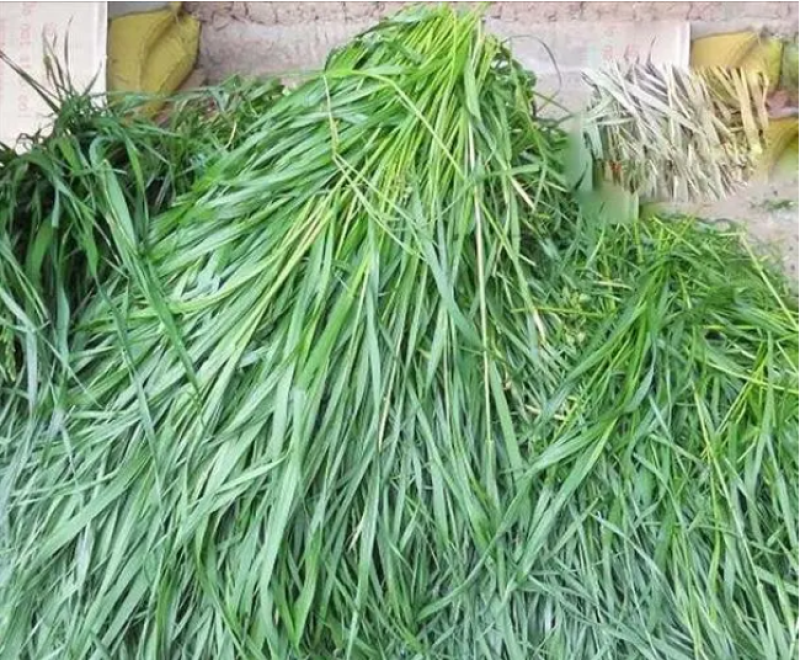 高产进口四倍体黑麦草种子牧草牛羊猪鸡鸭鹅等家禽家畜牧草