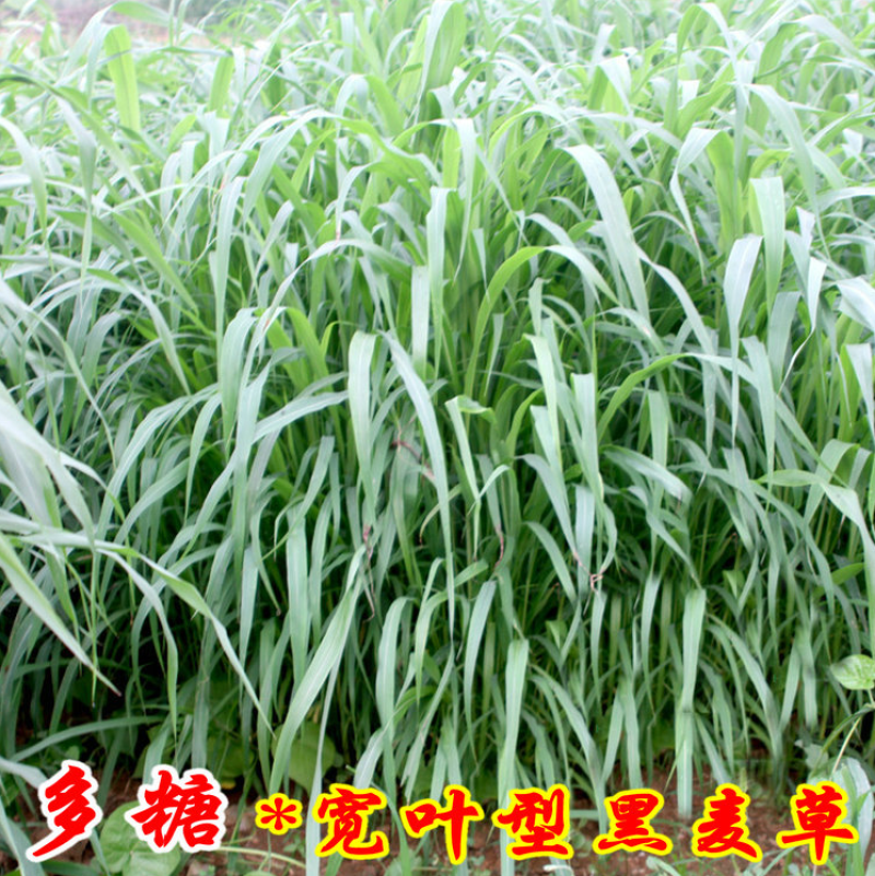 高产进口四倍体黑麦草种子牧草牛羊猪鸡鸭鹅等家禽家畜牧草