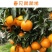 四川春见耙耙柑橘子柑橘现摘新鲜水果专业代办代发