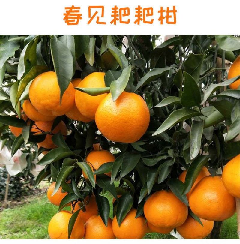 四川春见耙耙柑橘子柑橘现摘新鲜水果专业代办代发