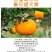 四川春见耙耙柑橘子柑橘现摘新鲜水果专业代办代发